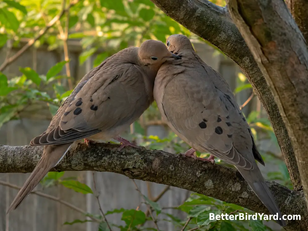 Two Mourning Doves gently preen each other while perched on a backyard branch.