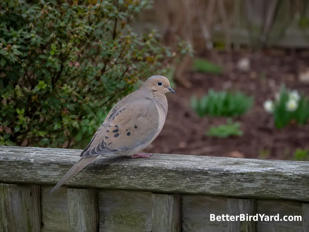 A single Mourning Dove rests on a wooden backyard fence beside leafy shrubs.