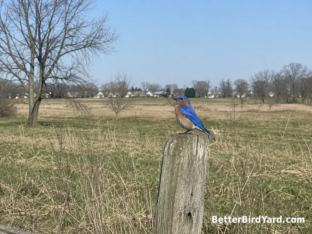 An Eastern Bluebird perches above an open Midwestern field bordered by bare trees and low grass.