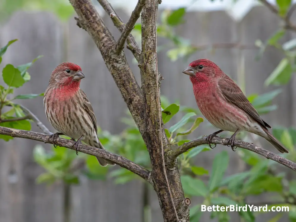 A male House Finch and a male Purple Finch perch on separate branches in a backyard setting.