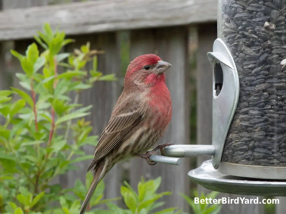 An adult male House Finch shows reddish head and breast feathers beside a tube feeder.