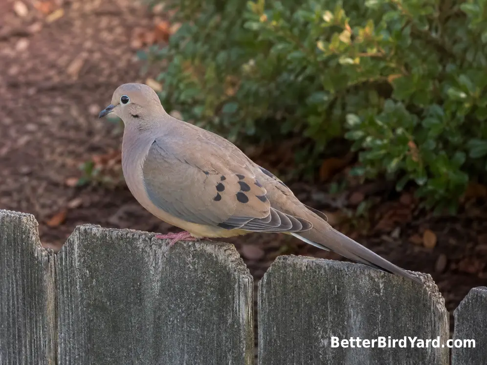 A Mourning Dove stands on a weathered wooden fence with its long pointed tail and spotted wings visible.