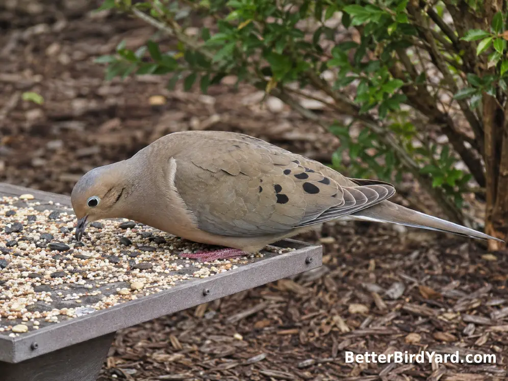 A Mourning Dove picks small seeds from a clean low platform feeder beside a mulched garden bed.