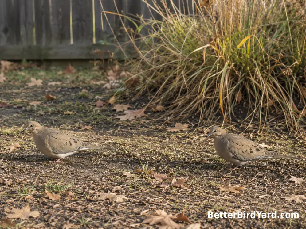 Two Mourning Doves stand on bare ground near native grasses in a quiet fall backyard.
