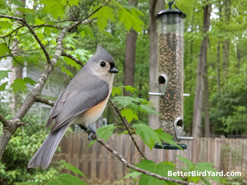 Tufted Titmouse perched among leafy branches beside a suburban backyard feeder.