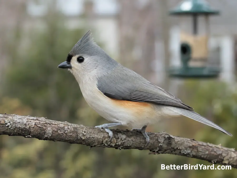 Tufted Titmouse perched sideways with its crest, forehead patch, and pale belly clearly visible.
