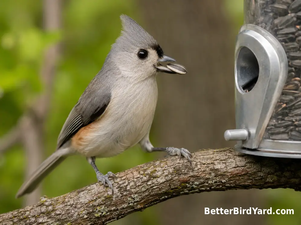 Tufted Titmouse holding a sunflower seed on a branch beside a clean backyard feeder.
